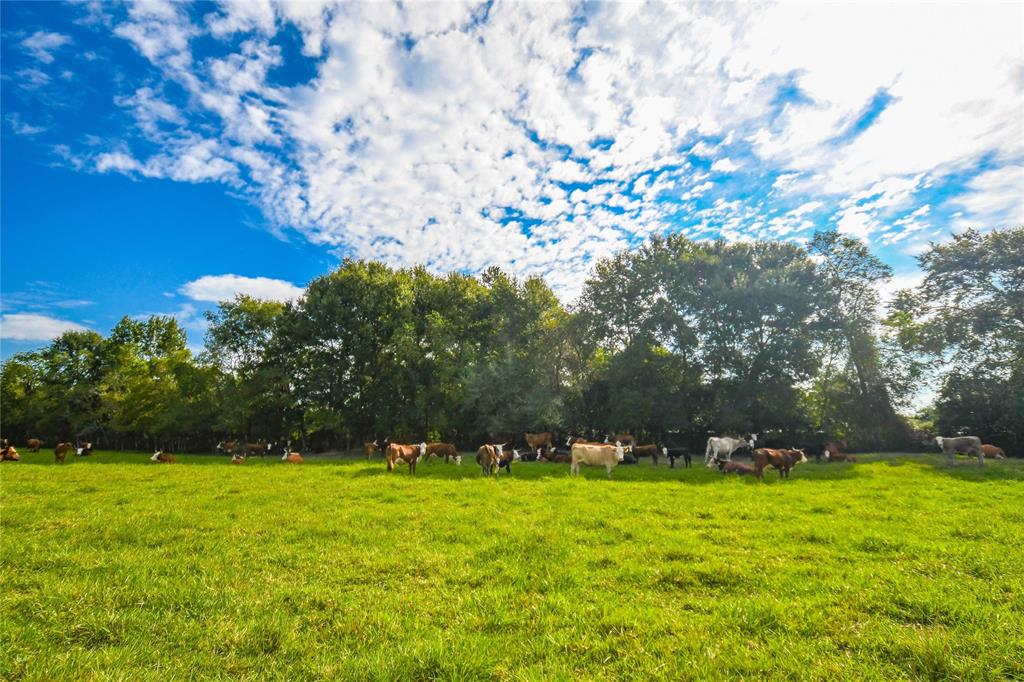 Tract 7 County Road 2285, TARKINGTON, TX 77327