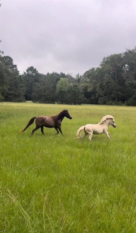 16089 County Road 363, WINONA, TX 75792